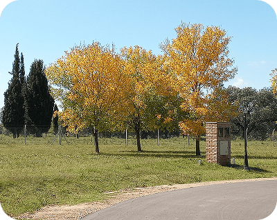 Imagen ilustrativa de una entrada a un campo con arbóles.