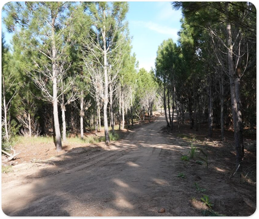 Foto de un camino de arena rodeado de arboles en un atardecer.